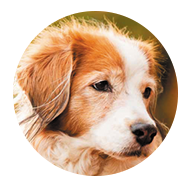 medecine_veterinaire